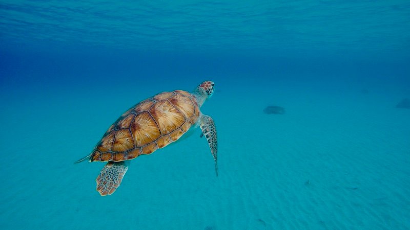 Una tortuga marina nadando en agua turquesa y cristalina